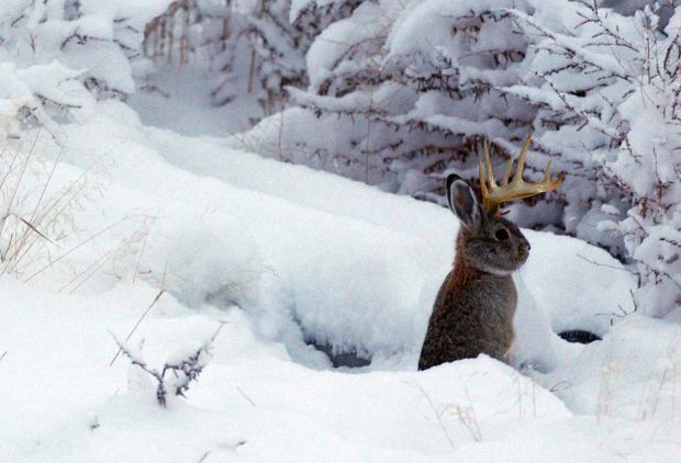 Jackalope
